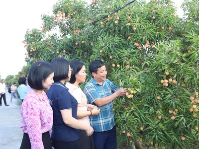 Hơn 2.000 tấn vải thiều Thanh Hà xuất khẩu sang Mỹ, Australia, Nhật Bản, châu Âu