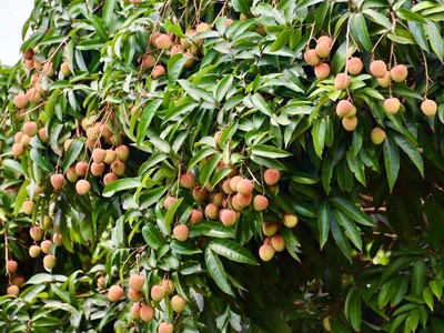Bộ Nông nghiệp và Môi trường tăng tốc hỗ trợ tiêu thụ trái cây mùa vụ