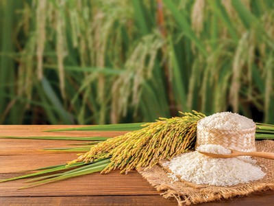 Biên lợi nhuận ngành gạo được kỳ vọng sẽ được cải thiện nhờ tập trung vào phân khúc chất lượng cao