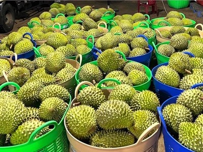 Xuất khẩu rau quả nửa đầu năm 2025 giảm 9,7% so với cùng kỳ do sự suy giảm của mặt hàng sầu riêng.