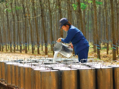 Giá cao su ở mức cao sẽ giúp duy trì đà tăng trưởng cho các doanh nghiệp trong ngành