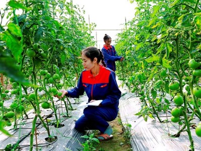 Đảm bảo chất lượng được coi là “chìa khóa sống còn” đối với nông sản.