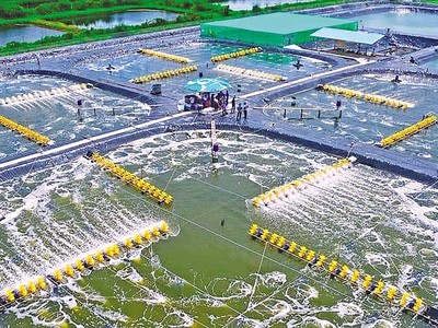 Phát triển Cà Mau trở thành Trung tâm sản xuất chế biến tôm của cả nước