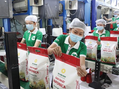 Trong tháng 9, xuất khẩu gạo cả nước chỉ đạt 467.000 tấn, giảm gần một nửa so với tháng 8