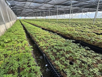 “Báu vật” giữa đại ngàn - chìa khóa thoát nghèo của người Lai Châu 