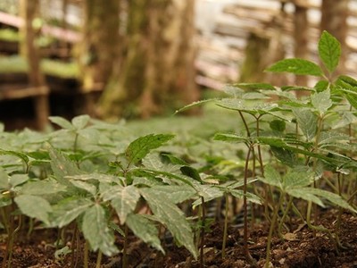 Đà Nẵng kích hoạt đầu tư vào công nghiệp dược liệu 