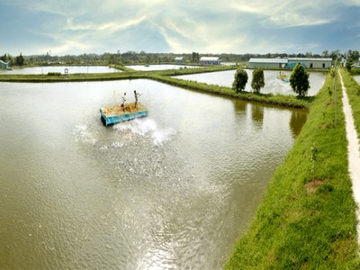 Vùng nuôi tại tỉnh Bến Tre  của HVG