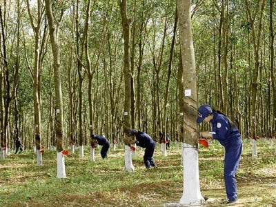 Đầu tư Cao su Đắk Lắk (DRI) tạm ứng cổ tức năm 2021 bằng tiền, tỷ lệ 3%