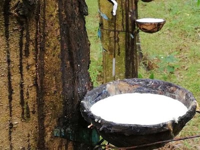 Cao su Thống Nhất (TNC) chốt quyền trả cổ tức năm 2020 bằng tiền, tỷ lệ 20%