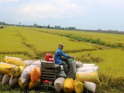 Nông nghiệp Cần Thơ (TSC) phát hành hơn 49 triệu cổ phiếu cho cổ đông hiện hữu, tỷ lệ 3:1