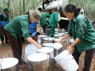 Cao su Bà Rịa (BRR): 9 tháng đầu năm báo lãi 77 tỷ đồng, tăng 172% và hoàn thành 63,4% kế hoạch năm 