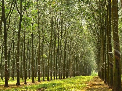 Cao su Tân Biên (RTB) trả cổ tức năm 2021 bằng tiền, tỷ lệ 15%