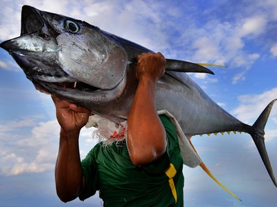 Xuất khẩu cá ngừ sang EU tăng 28% trong tháng 6