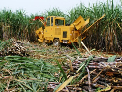 LSS: Con trai chủ tịch không muốn nắm nhiều cổ phiếu