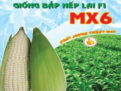 SCIC muốn thoái hết vốn tại NSC