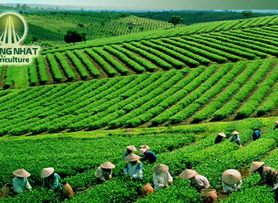 GTN: Công ty của Chủ tịch HĐQT muốn tăng gấp đôi sở hữu