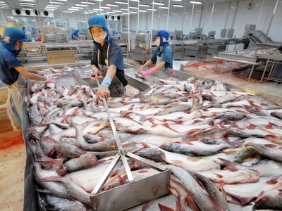 Ông Dương Ngọc Minh đã mua xong 300.000 cổ phiếu HVG, sở hữu 38% vốn