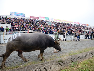 Người dân nô nức đi xem chọi trâu ngày đầu năm mới