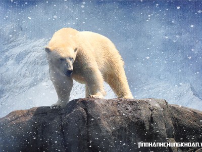 Nhận định thị trường phiên 17/2: Hạn chế giao dịch các cổ phiếu thị trường