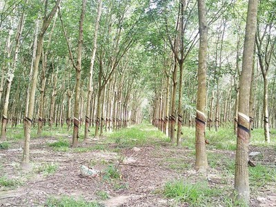 DPR: giá bán cao su tiếp tục giảm