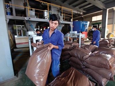 Doạnh nghiệp sản xuất thức ăn chăn nuôi trong nước đang phải cạnh tranh gay gắt với doanh nghiệp FDI 