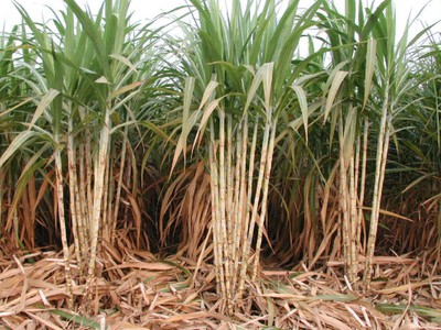 Lối ra cho mía đường vẫn bế tắc