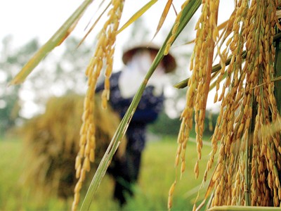 Bảo hiểm nông nghiệp, muốn làm phải chờ tổng kết?