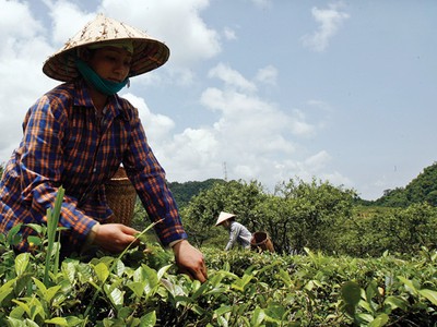 Nhóm PPP về chè đã đầu tư để đào tạo và liên kết mô hình sản xuất với hơn 23.000 nông dâ