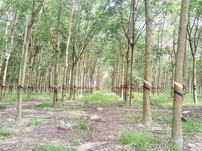 DPR: Cổ đông kêu thiệt