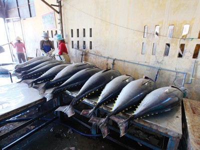 Cá ngừ là mặt hàng xuất khẩu chủ lực của Việt Nam sang Ba Lan