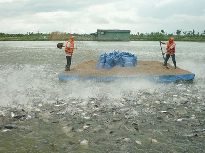 701,8 tỷ đồng bồi thường, bảo hiểm nông nghiệp lỗ nặng