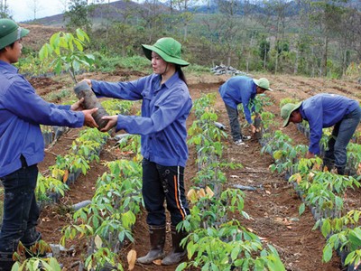Nếu ưu tiên cho công nghiệp chế biến gỗ, thì phải có ràng buộc về việc trồng lại rừng 