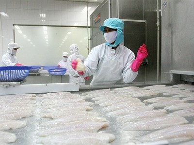 Ước tính, tổng giá trị xuất khẩu thủy sản quý I/2015 đạt 1,27 tỷ USD, giảm 23%