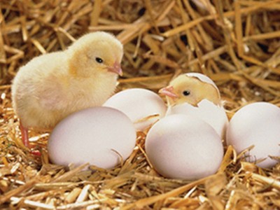 Thực hư chuyện cỡ trưởng phòng cấp sở đều có nhà Hà Nội?