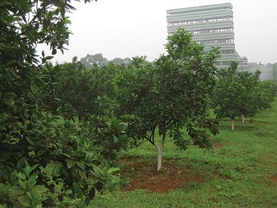 Đầu tư ngoài ngành của LSS là cây ăn quả