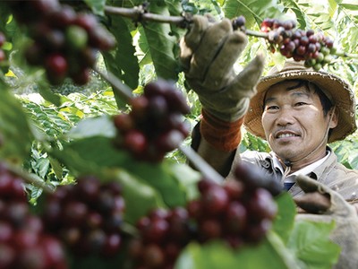 Chương trình tín dụng tái canh cây cà phê với số tiền dự kiến 12.000 tỷ đồng sẽ được triển khai quyết liệt từ nay đến năm 2020
Ảnh: Hoài nam