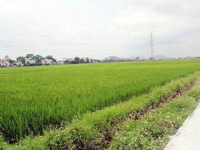 Cụm công nghiệp Đồng Lạc (Chí Linh, Hải Dương) vẫn chỉ là đồng lúa mênh mông