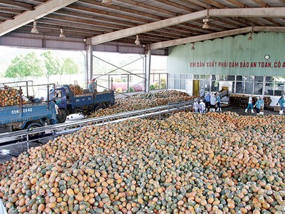 Số DN có kho tàng, cơ sở chế biến nông sản vẫn còn quá ít