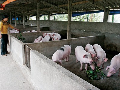 Chăn nuôi là một trong những ngành sẽ phải đối diện với tình trạng cạnh tranh gay gắt nhất từ hàng nhập khẩu