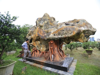 Thú chơi cây và đá mang lại nhiều năng lượng cho ông Hải mỗi ngày