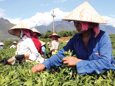 Tổng công ty Chè Việt Nam tổ chức ĐHCĐ lần đầu