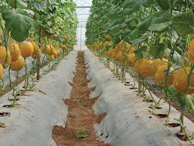 Làm sao để hội nhập mang lại nhiều quả ngọt 
