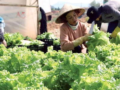 Thu hoạch rau tiêu chuẩn VietGAP tại nông hộ liên kết với Anh Dao Co-op
