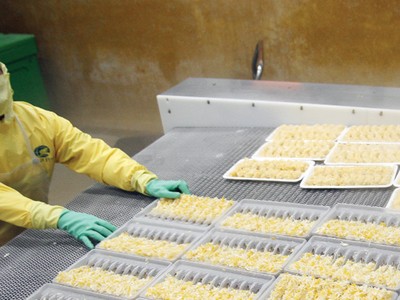 Minh Phú lỗ gần 7 tỷ đồng năm 2015