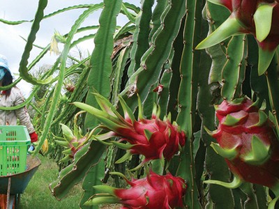 Dự báo sớm kinh tế Việt Nam năm 2016