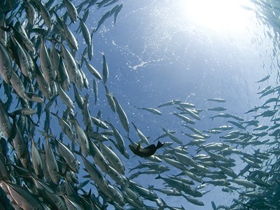 Bảo Việt lan tỏa giá trị sống tốt đẹp hơn cho  người Việt