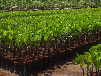 Vi phạm về giống cây trồng, bảo vệ thực vật có thể bị phạt tới 100 triệu đồng