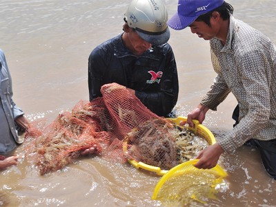 “Vua tôm” kêu cứu cho ngành tôm
