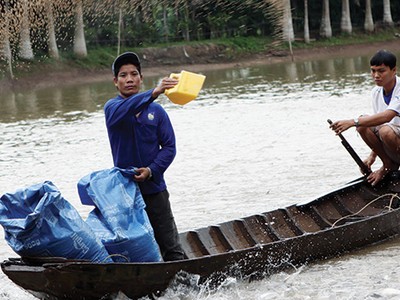 Với chi phí bồi thường hàng năm lên đến hàng trăm tỷ đồng, bảo hiểm chính là “tấm lá chắn” của ngành thủy sản