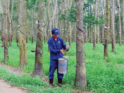 DPR ước đạt 56,8% kế hoạch lợi nhuận năm